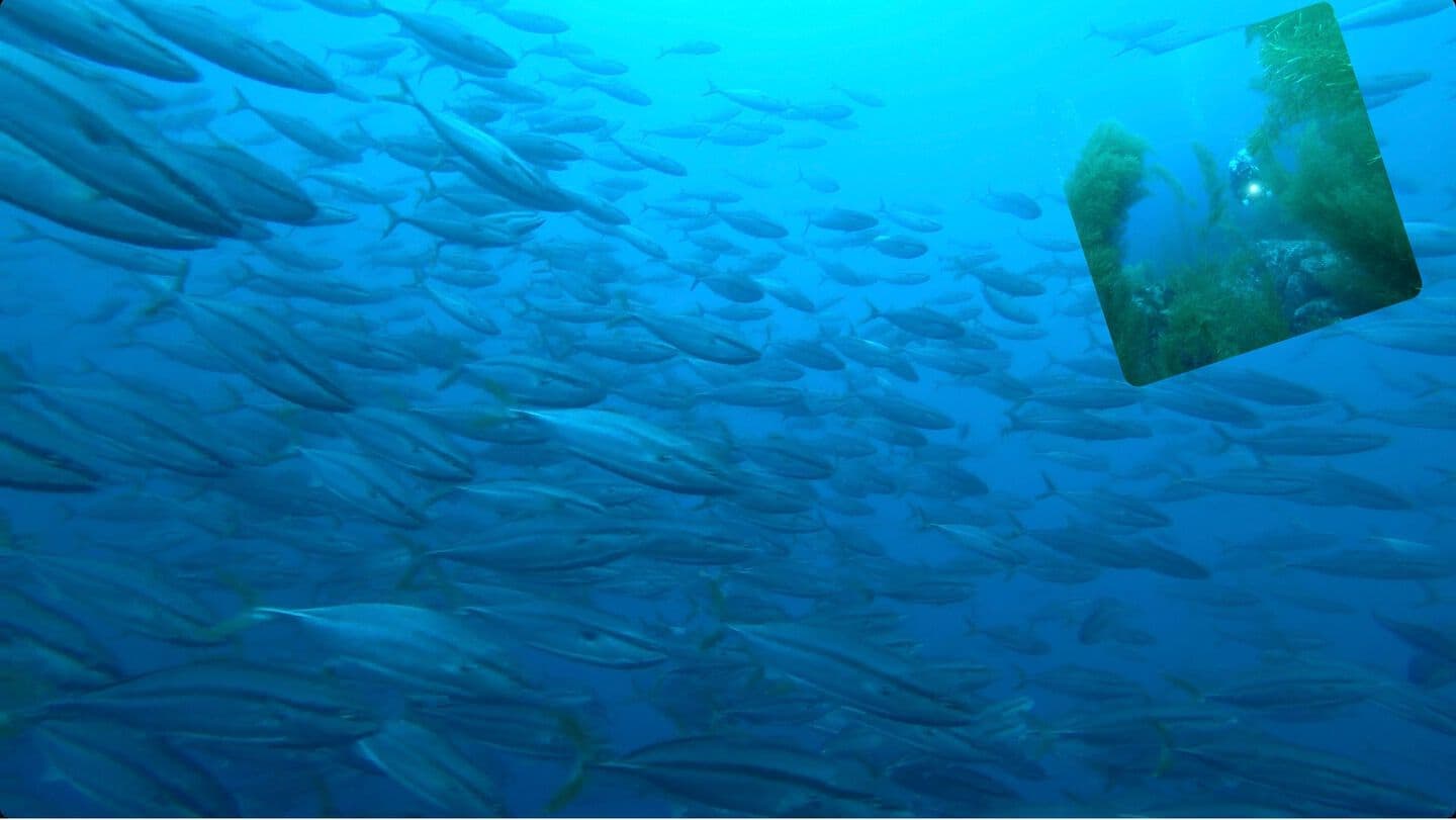 冠島 ハマチ