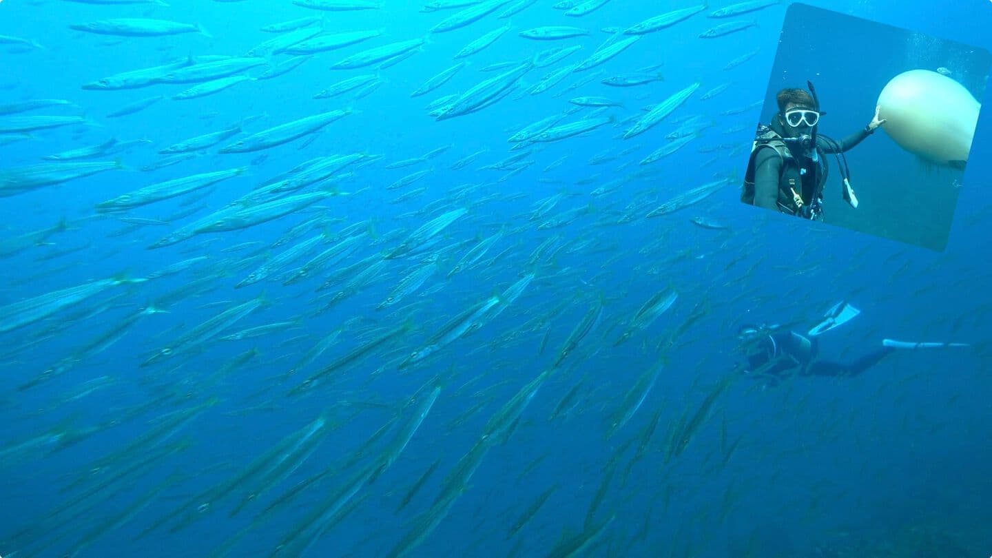 冠島 カマス
