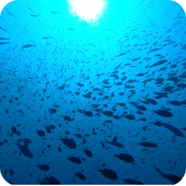 冠島ダイビング群れ